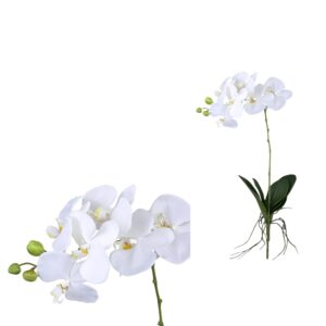 PTMD Orchid Flower White orchid spray with leaves roots