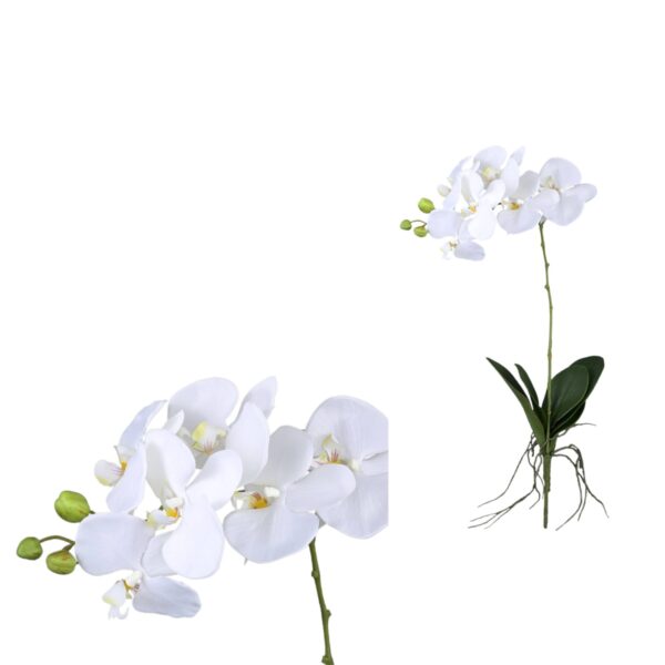 PTMD Orchid Flower White orchid spray with leaves roots