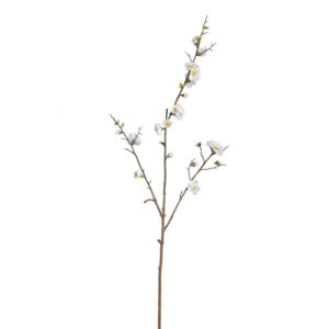PTMD Blossom Flower White cherry blossom simple twig